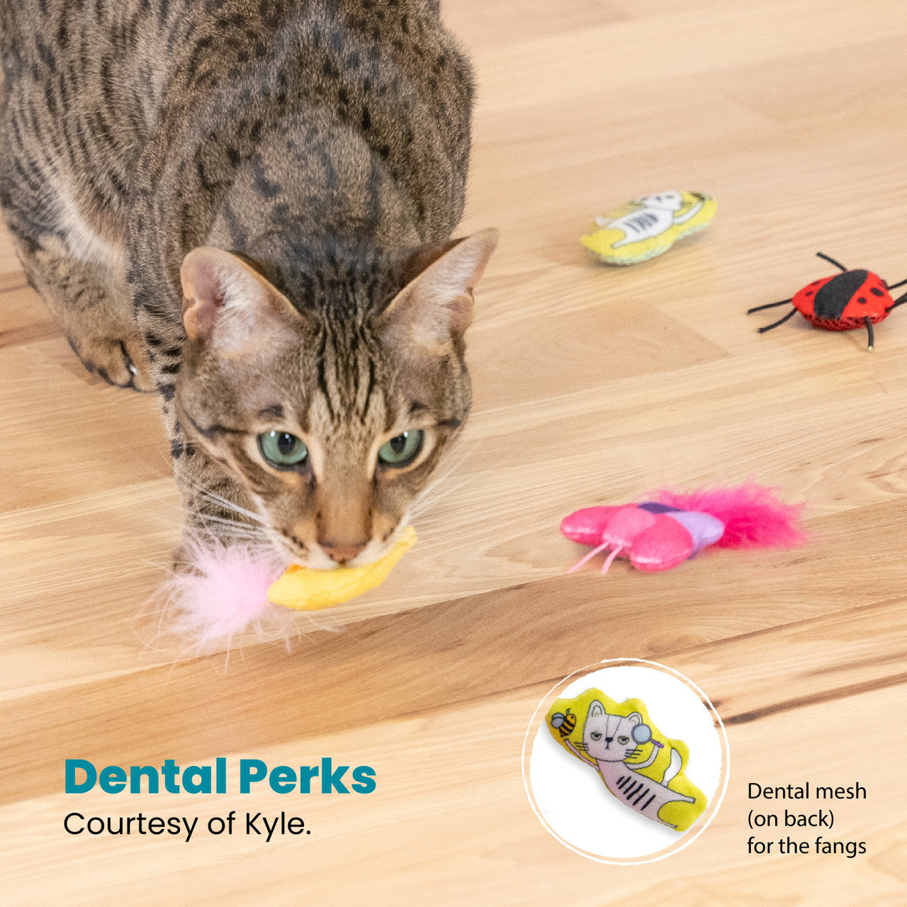 Catstages Cute As A Bug - Juguetes para Gatos