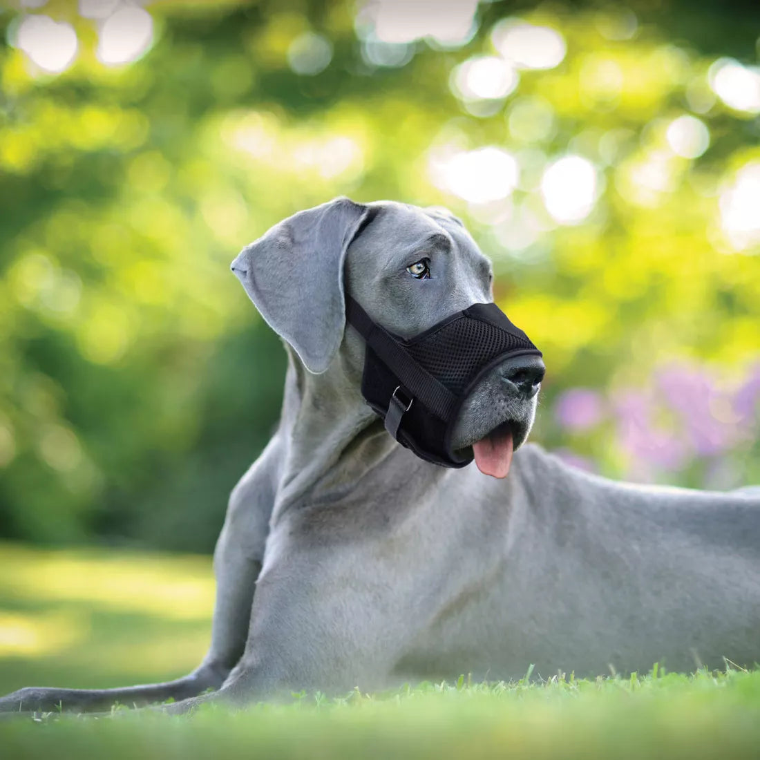 Coastal Bozal Comfort - Bozales para Perros