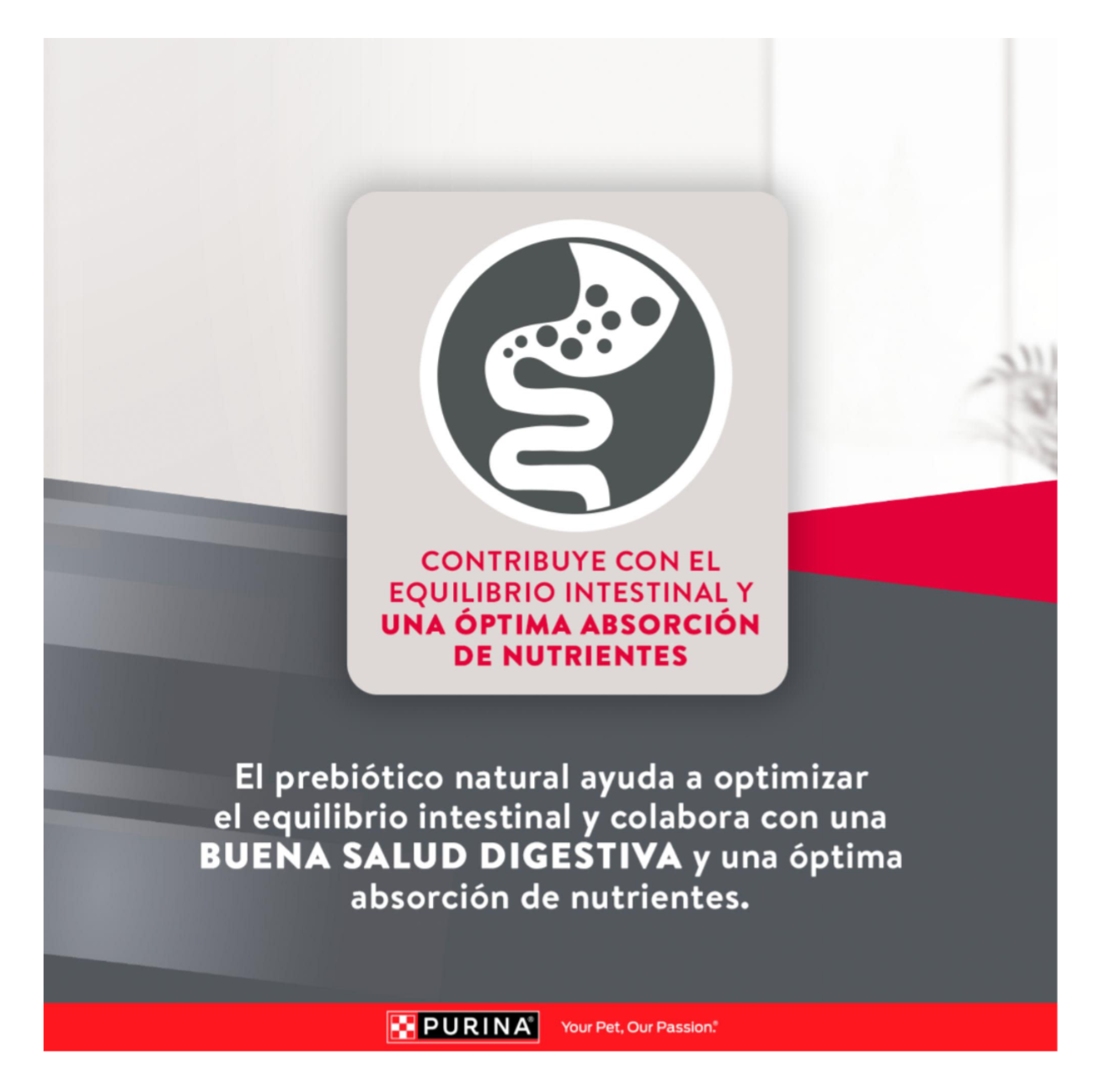 Excellent Adult Mantenimiento - Alimento para Perros