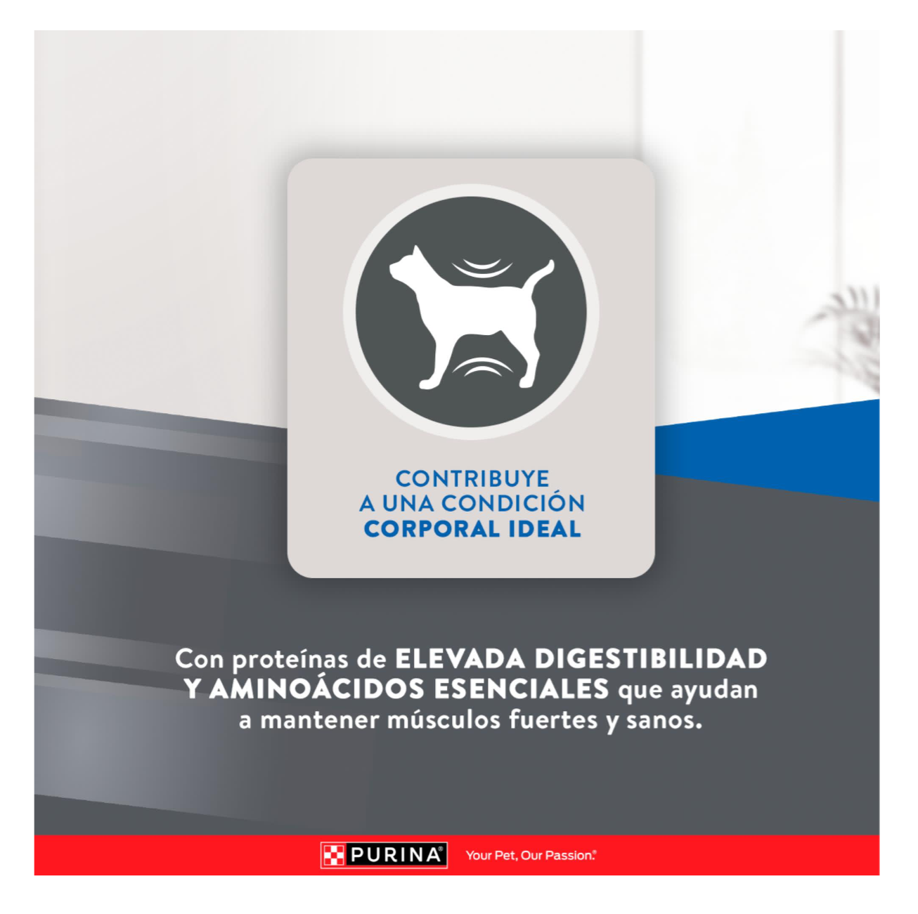 Purina Excellent Gato Adulto - Alimento para Gatos