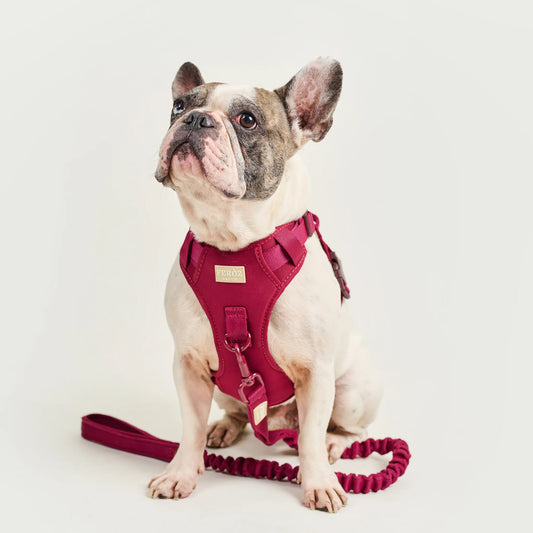 Feroz Arnés Deportivo Basic Vinotinto - Arnés para Perros