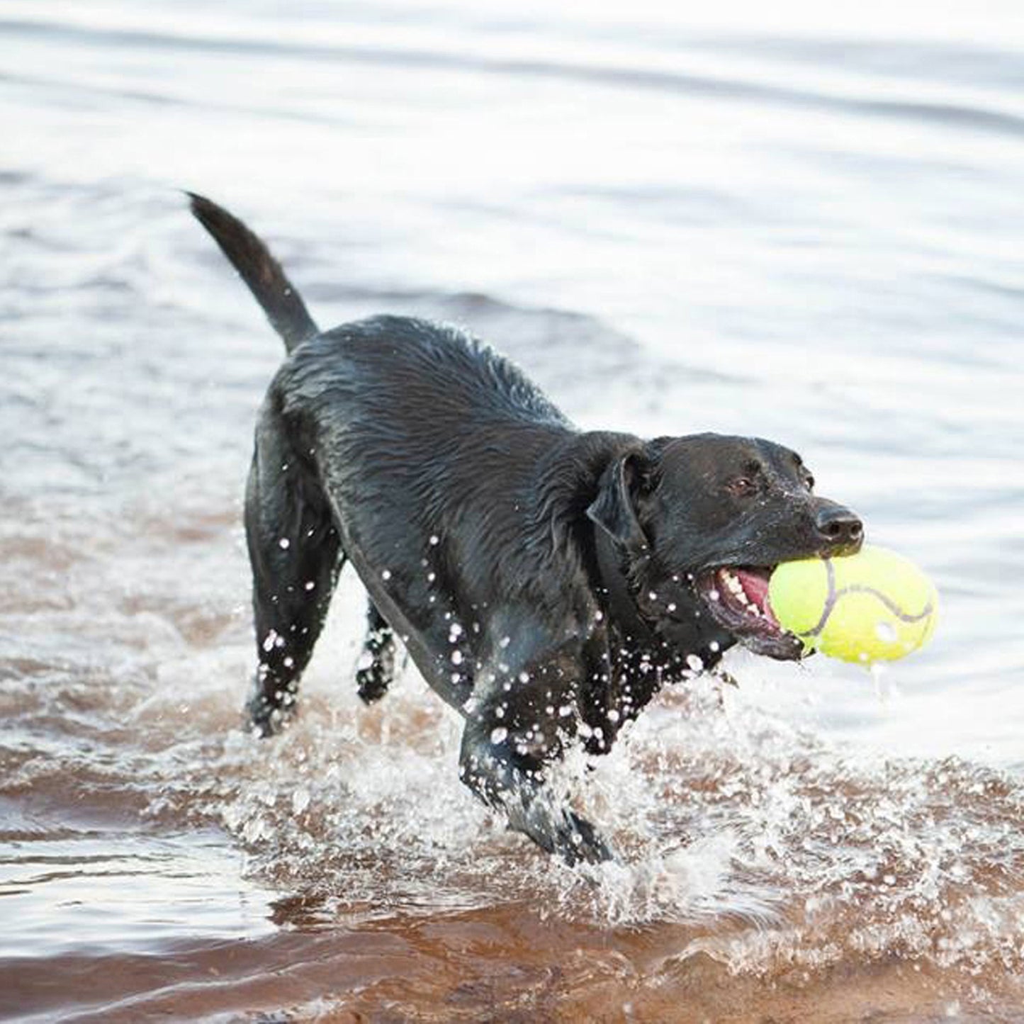 Kong AirDog Squeaker Football - Juguetes para Perros