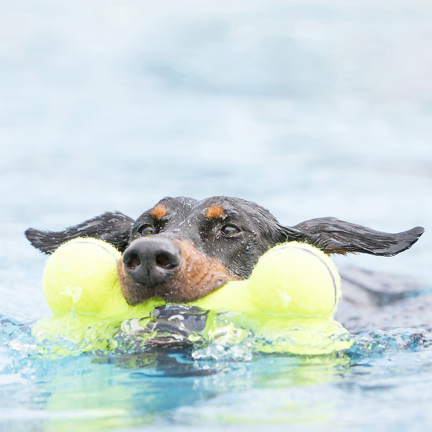 Kong Airdog Squeaker Bone - Juguetes para Perros