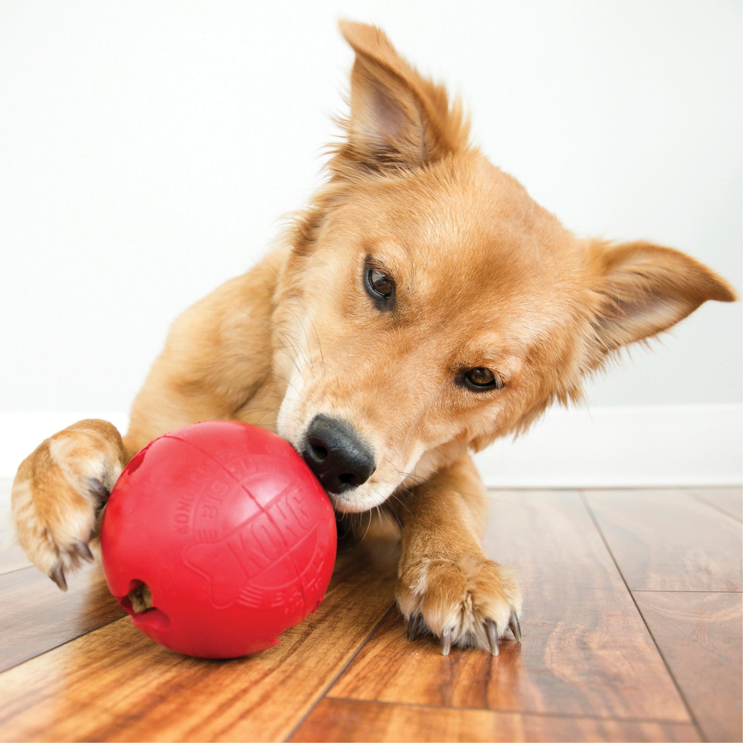 Kong Biscuit Ball - Juguetes para Perros
