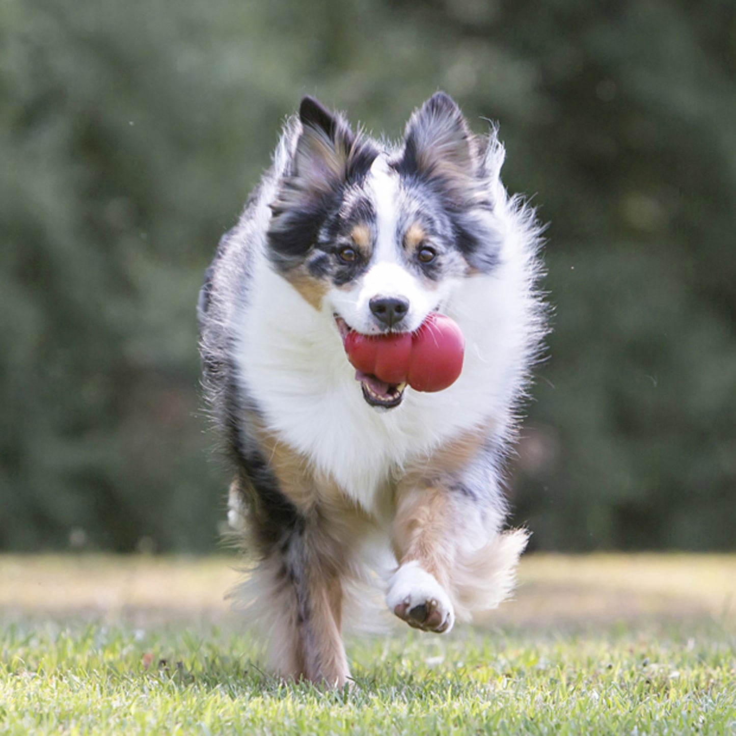 Kong Classic Portapasabocas - Juguetes para Perros