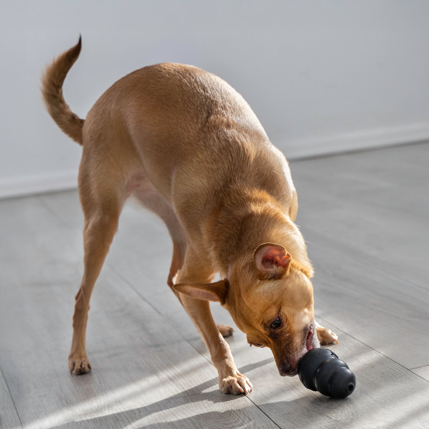 Kong Extreme - Juguetes para Perros