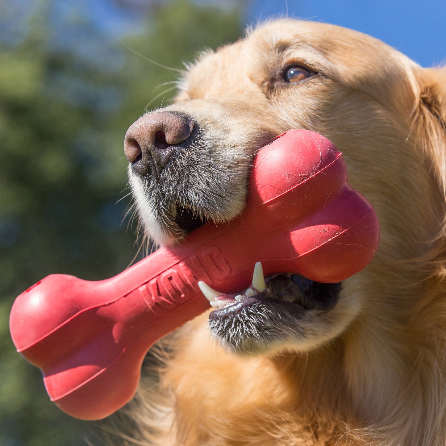 Kong Goodie Bone - Juguetes para Perros