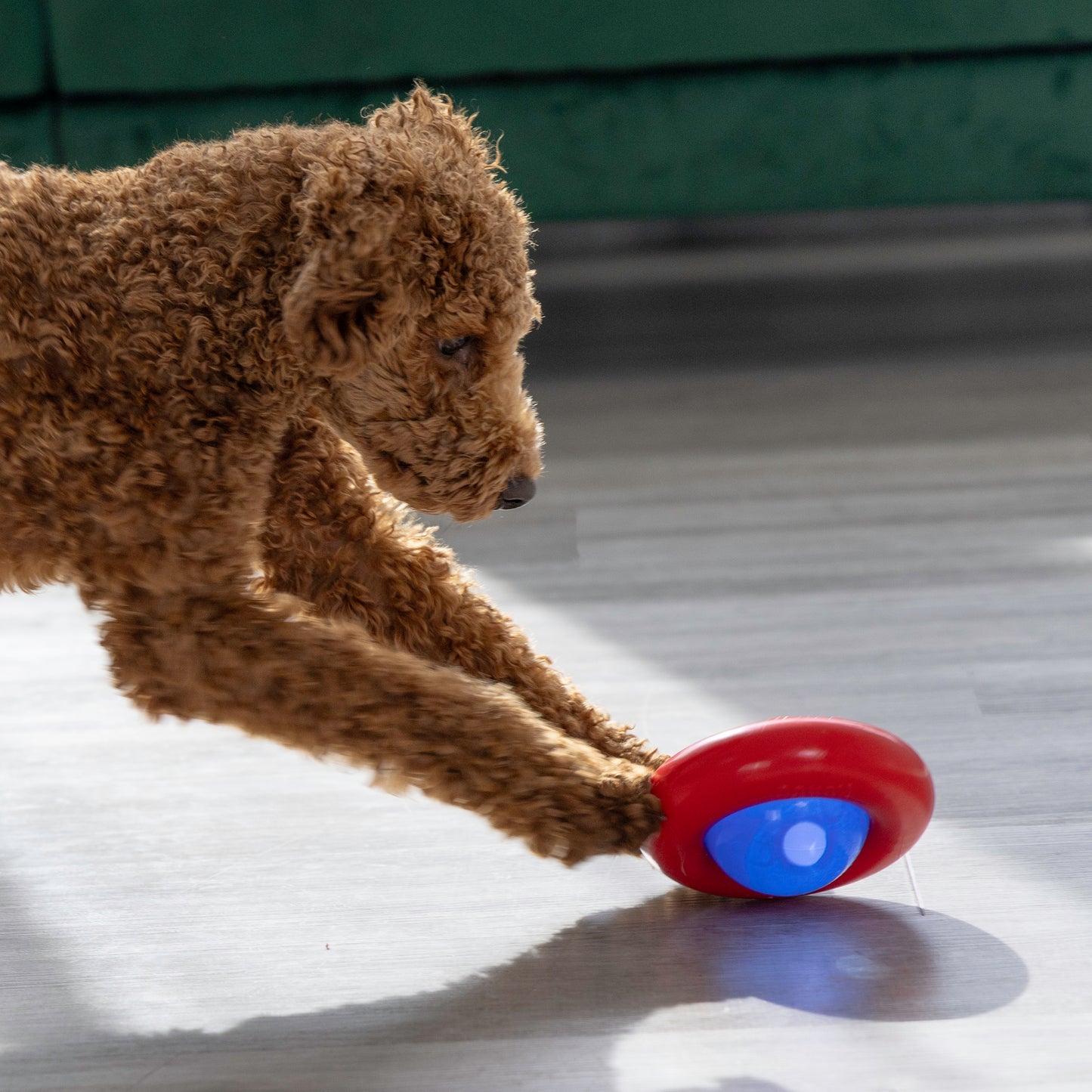 Kong Gyro Small - Juguetes para Perros
