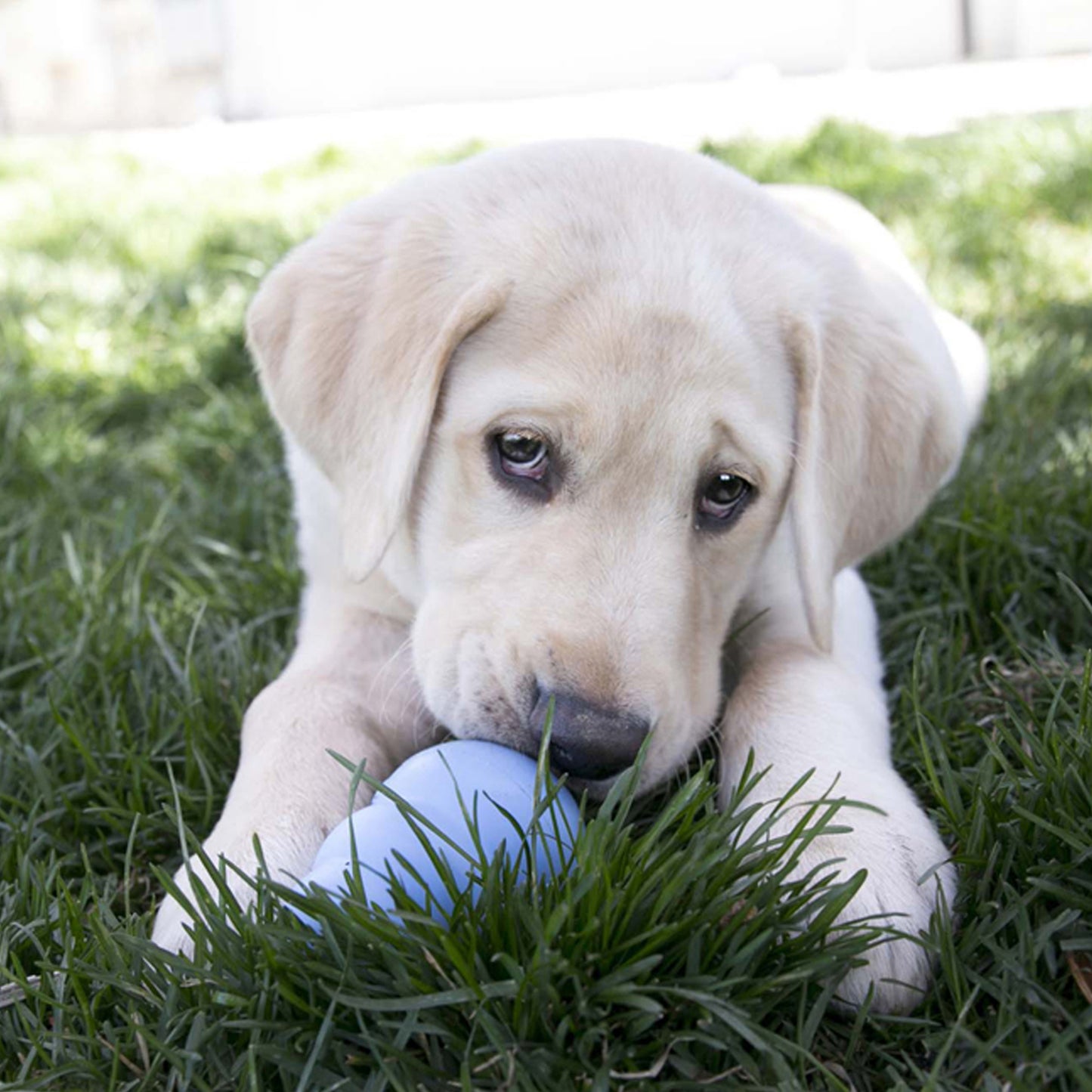 Kong Puppy - Juguetes para Perros