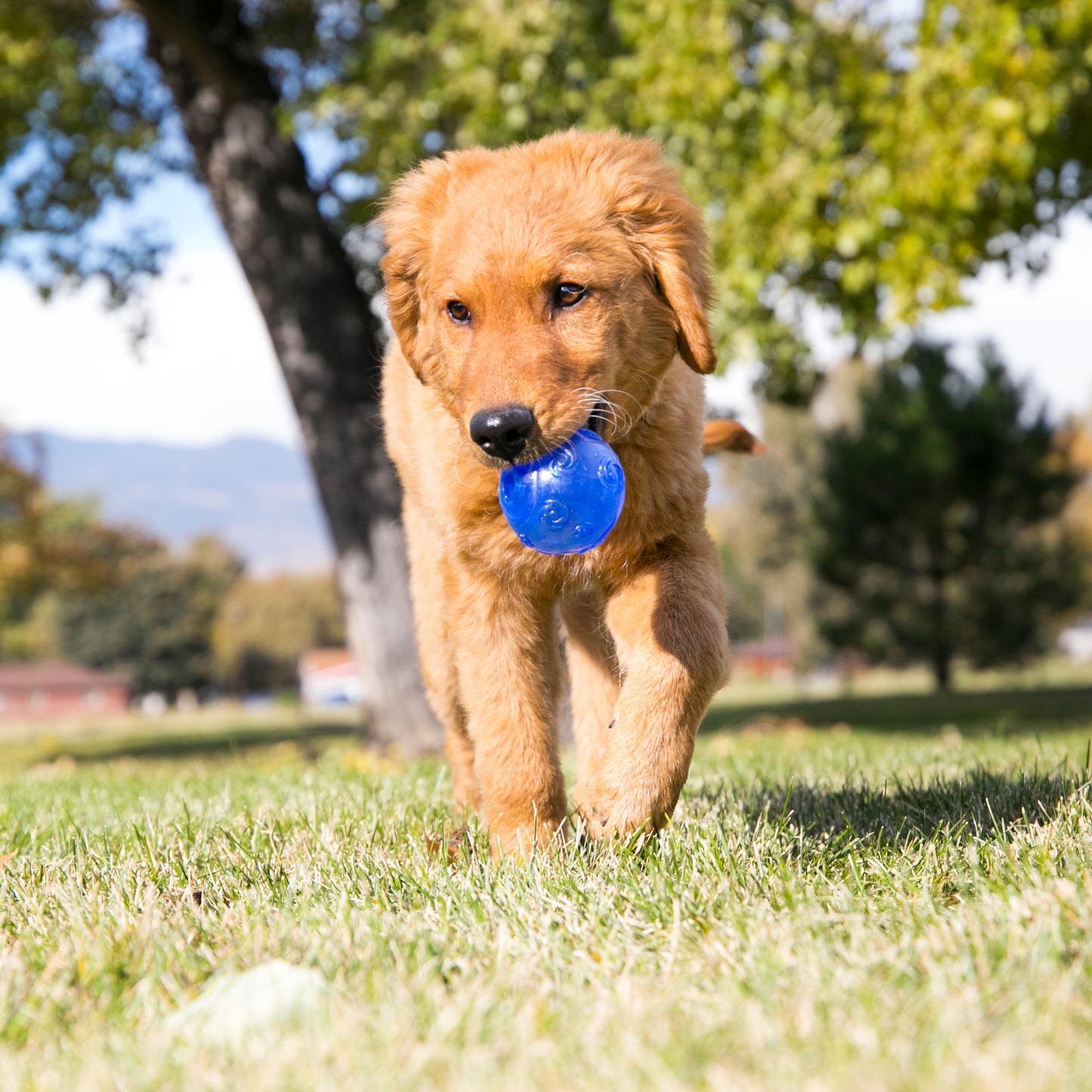 Kong Squeezz Crackle Ball - Juguetes para Perros