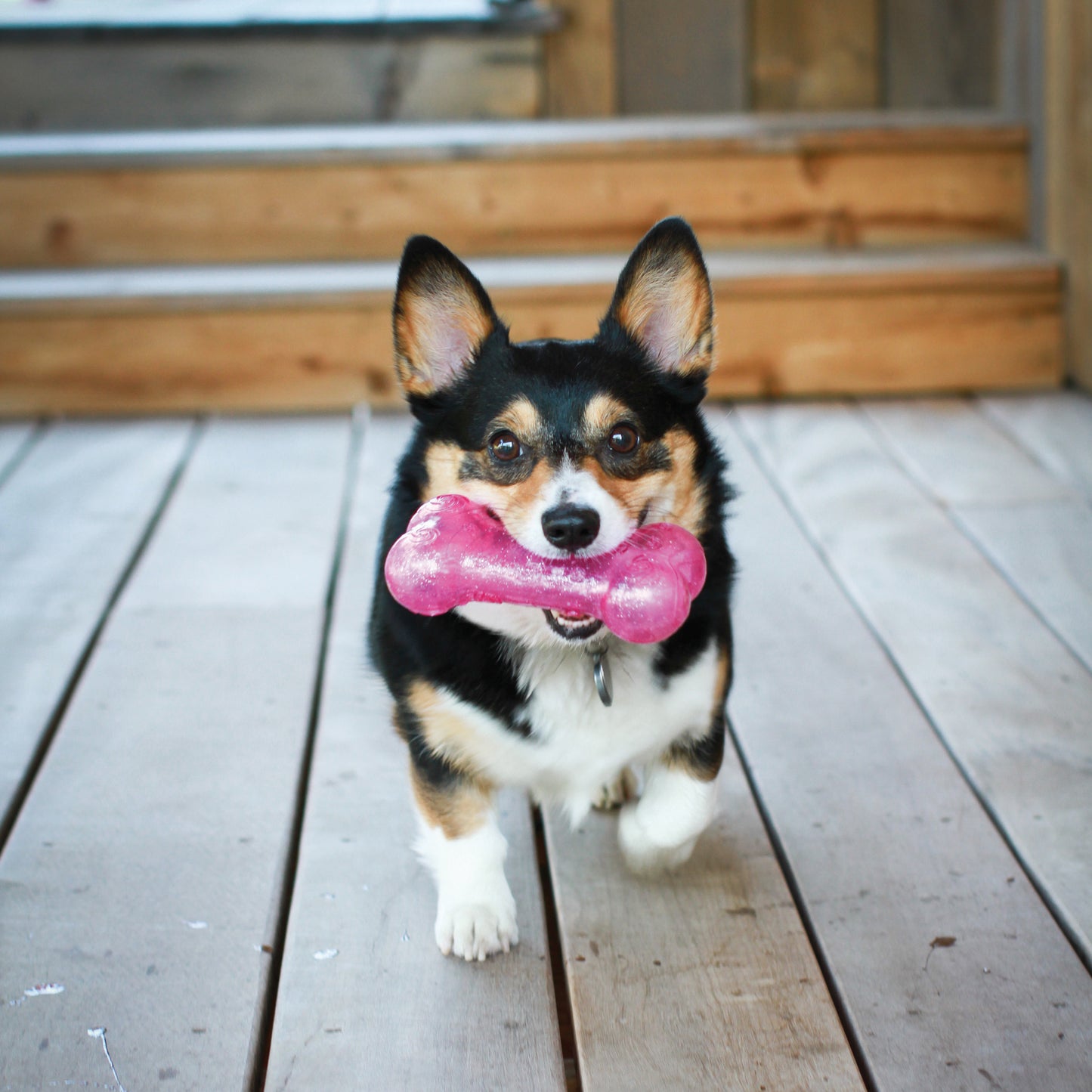 Kong Squeezz Crackle Stick - Juguetes para Perros