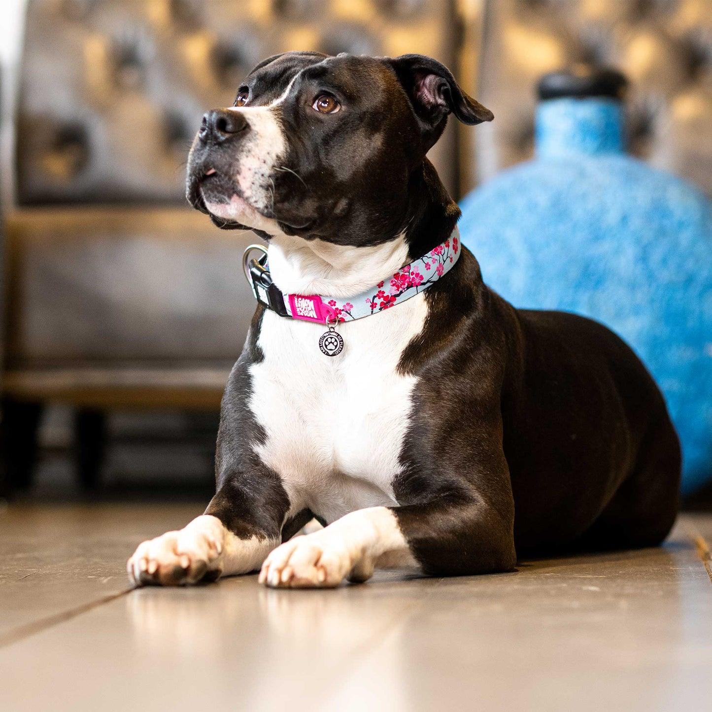 Max and Molly Gotcha! Smart ID Collar Cherry Bloom - Collares para Perros