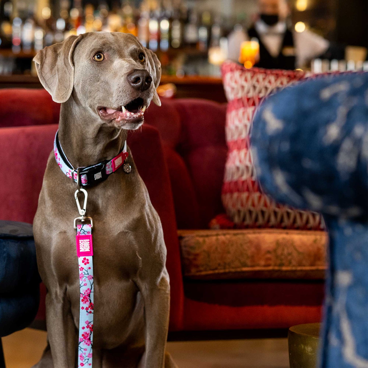 Max and Molly Gotcha! Smart ID Collar Cherry Bloom - Collares para Perros
