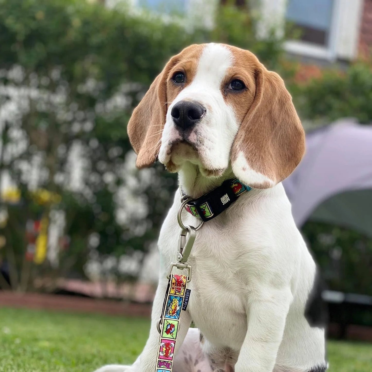 Max and Molly Smart ID Collar Comic - Collares para Perros
