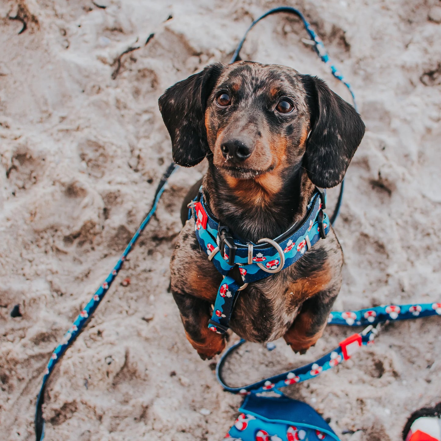 Max and Molly Smart ID Collar Frenzy The Shark - Collares para Perros