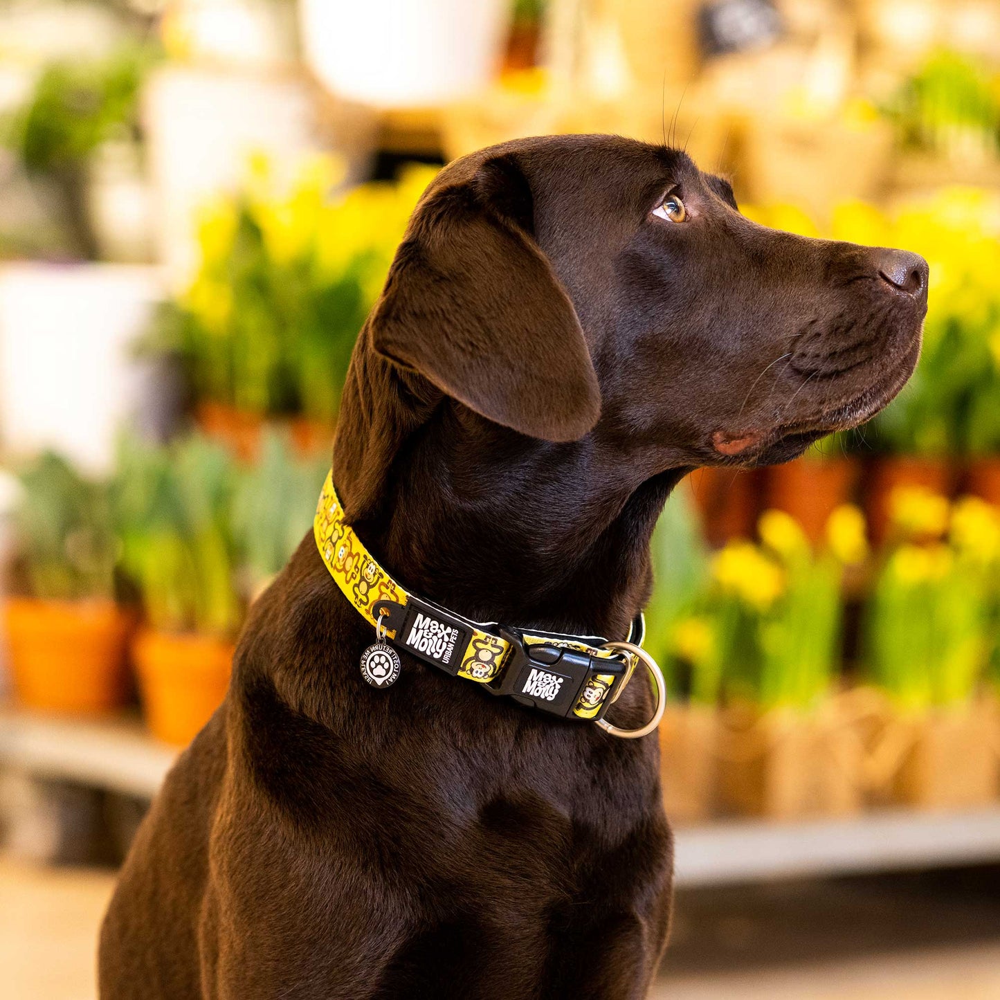 Max and Molly Smart ID Collar Monkey Maniac - Collares para Perros