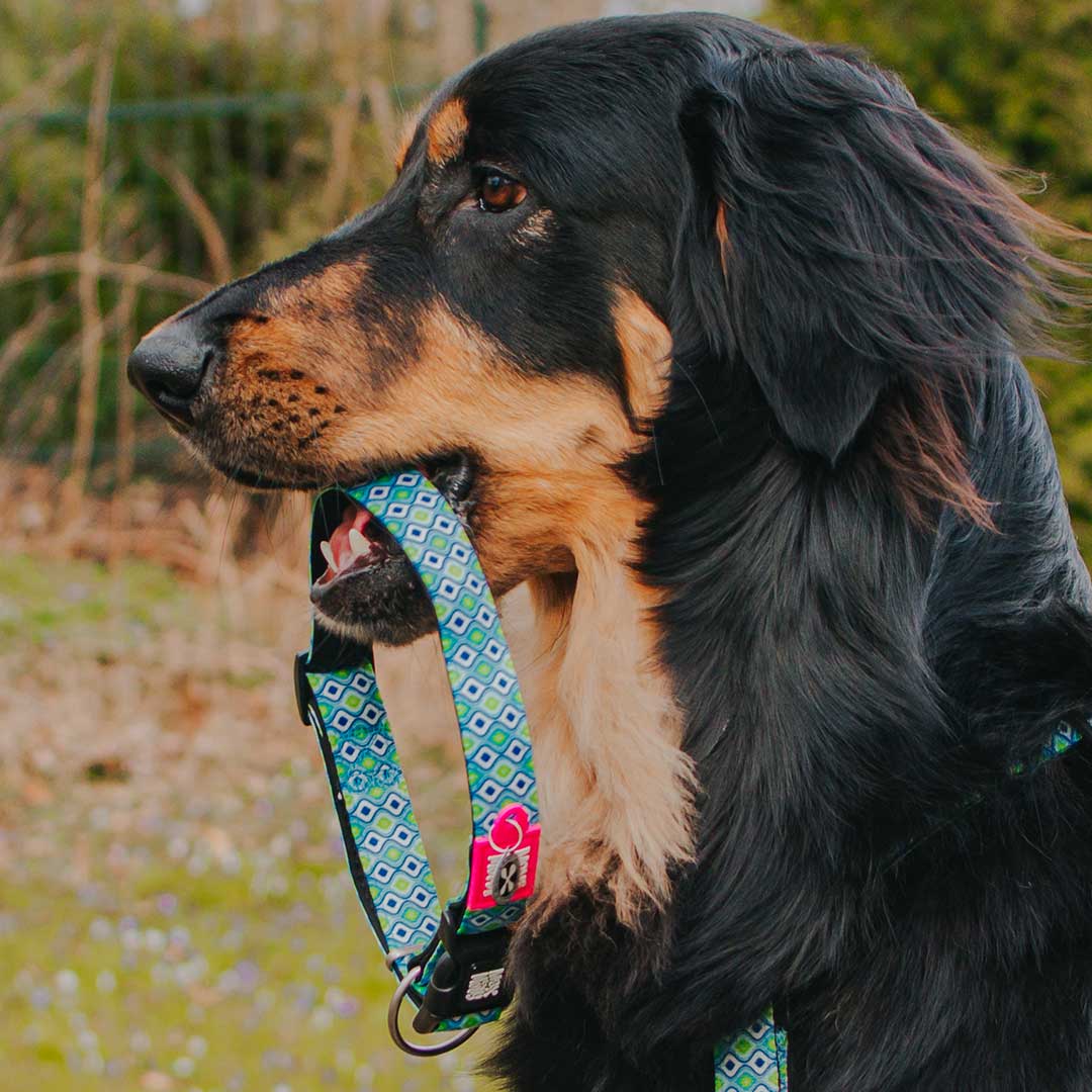 Max and Molly Smart ID Collar Retro Blue - Collares para Perros