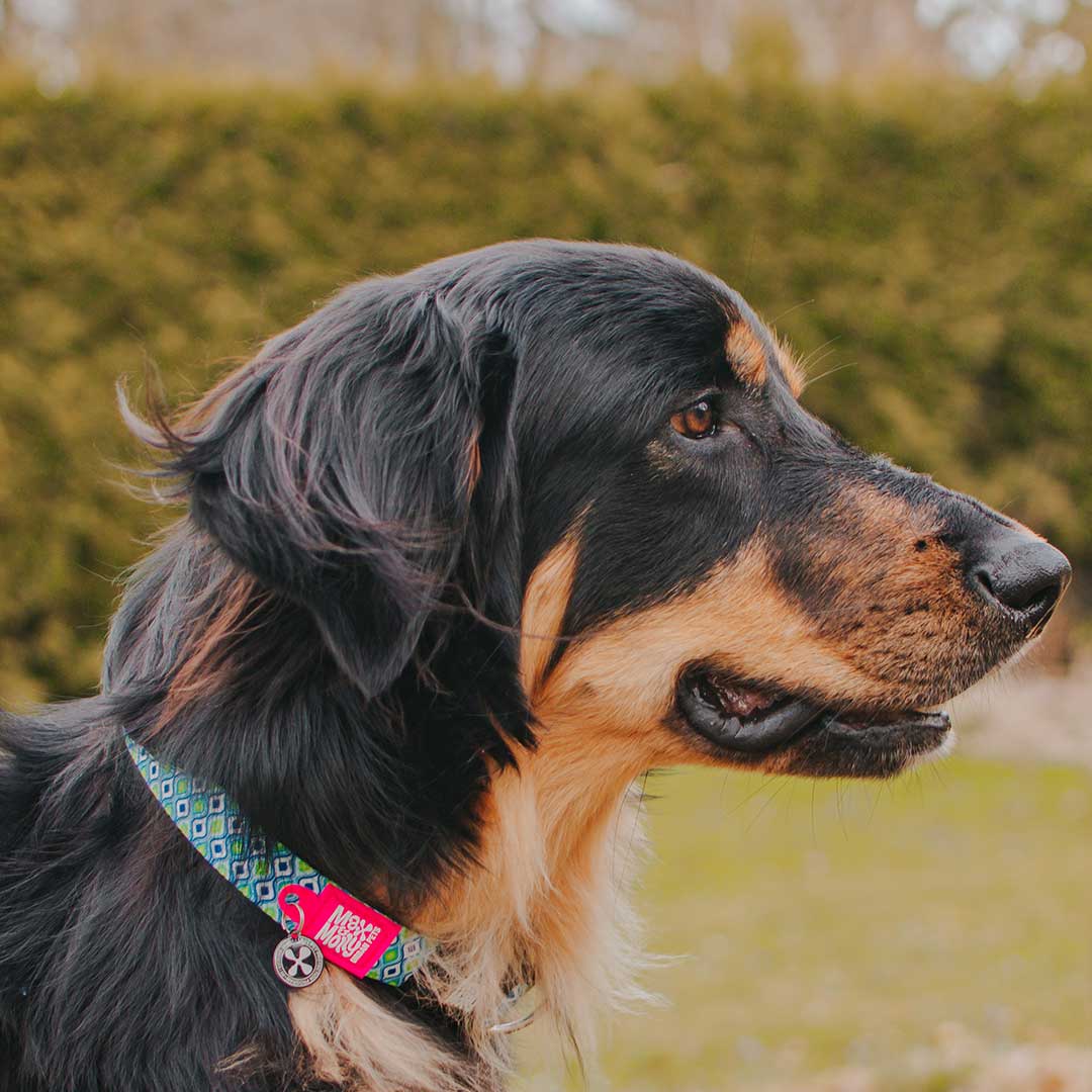 Max and Molly Smart ID Collar Retro Blue - Collares para Perros