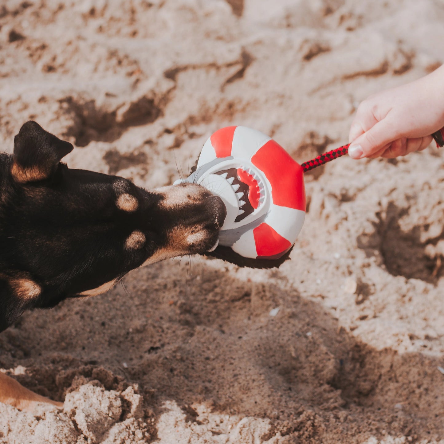 Max and Molly Snuggles Toy Frenzy The Shark - Juguetes para Perros