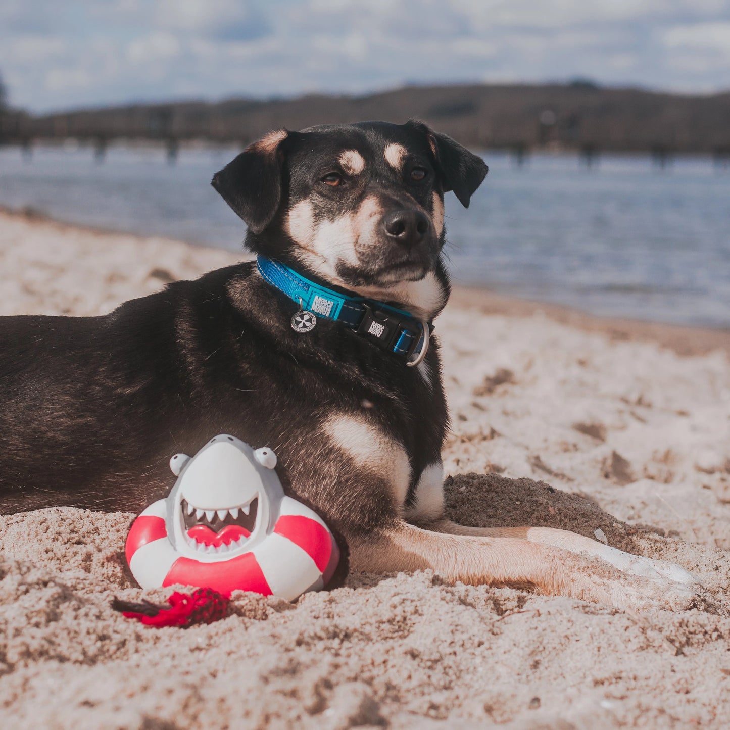 Max and Molly Snuggles Toy Frenzy The Shark - Juguetes para Perros