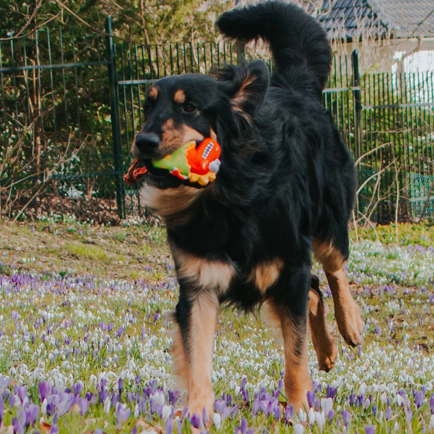 Max and Molly Snuggles Toy Otto The Dino - Juguetes para Perros