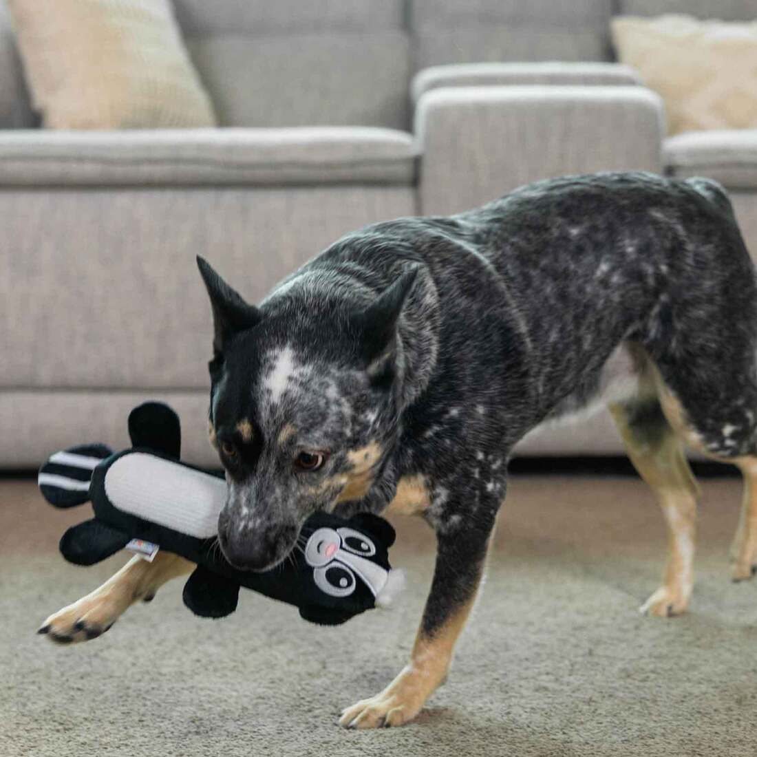 Outward Hound Big Squeak Skunk Medium - Juguetes para Perros