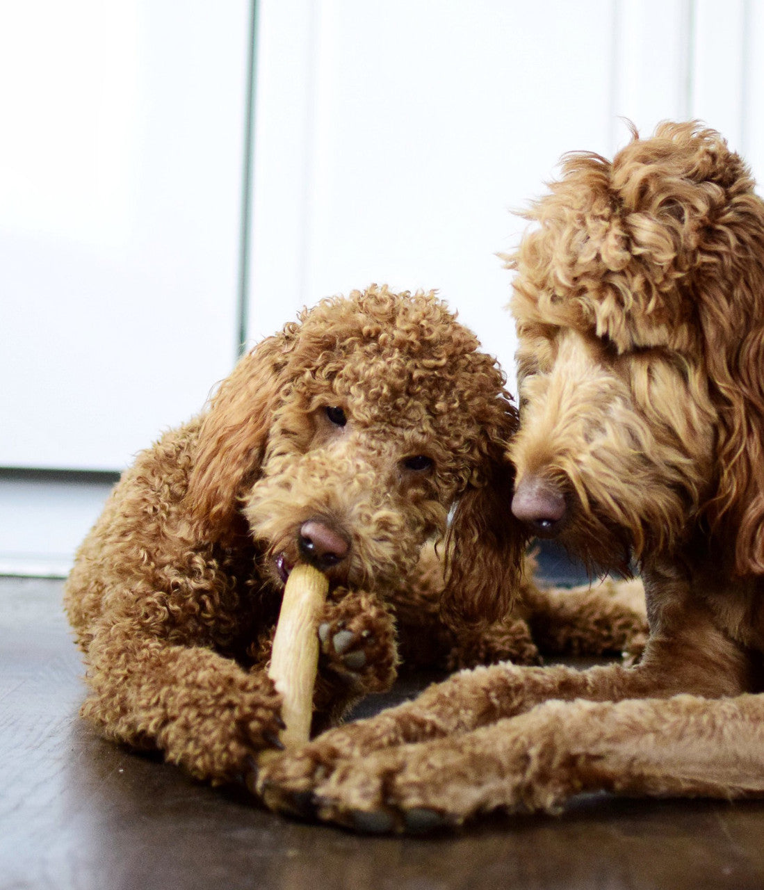 Petstages Dogwood Puppy 2 Pack - Juguetes para Perros