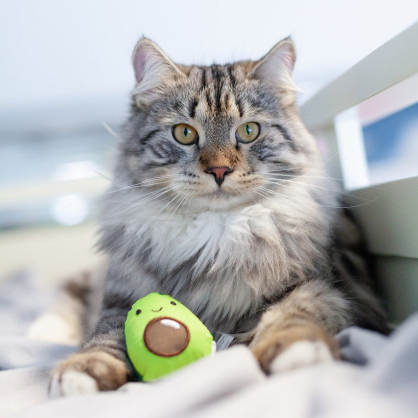 Petstages Lil' Avocato - Juguetes para Gatos