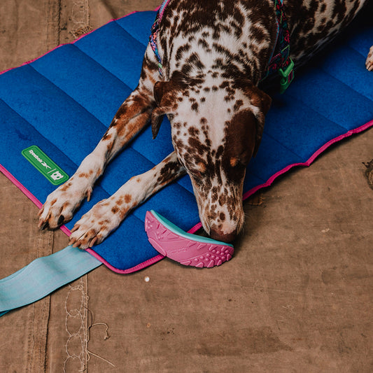 Reebok x Zee.Dog Boomerang Toy - Juguetes para Perros
