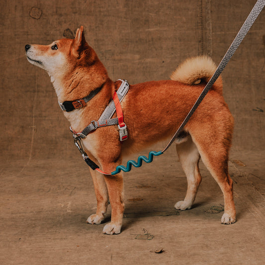 Reebok x Zee.Dog Softer Walk Harness Suede - Arnés para Perro