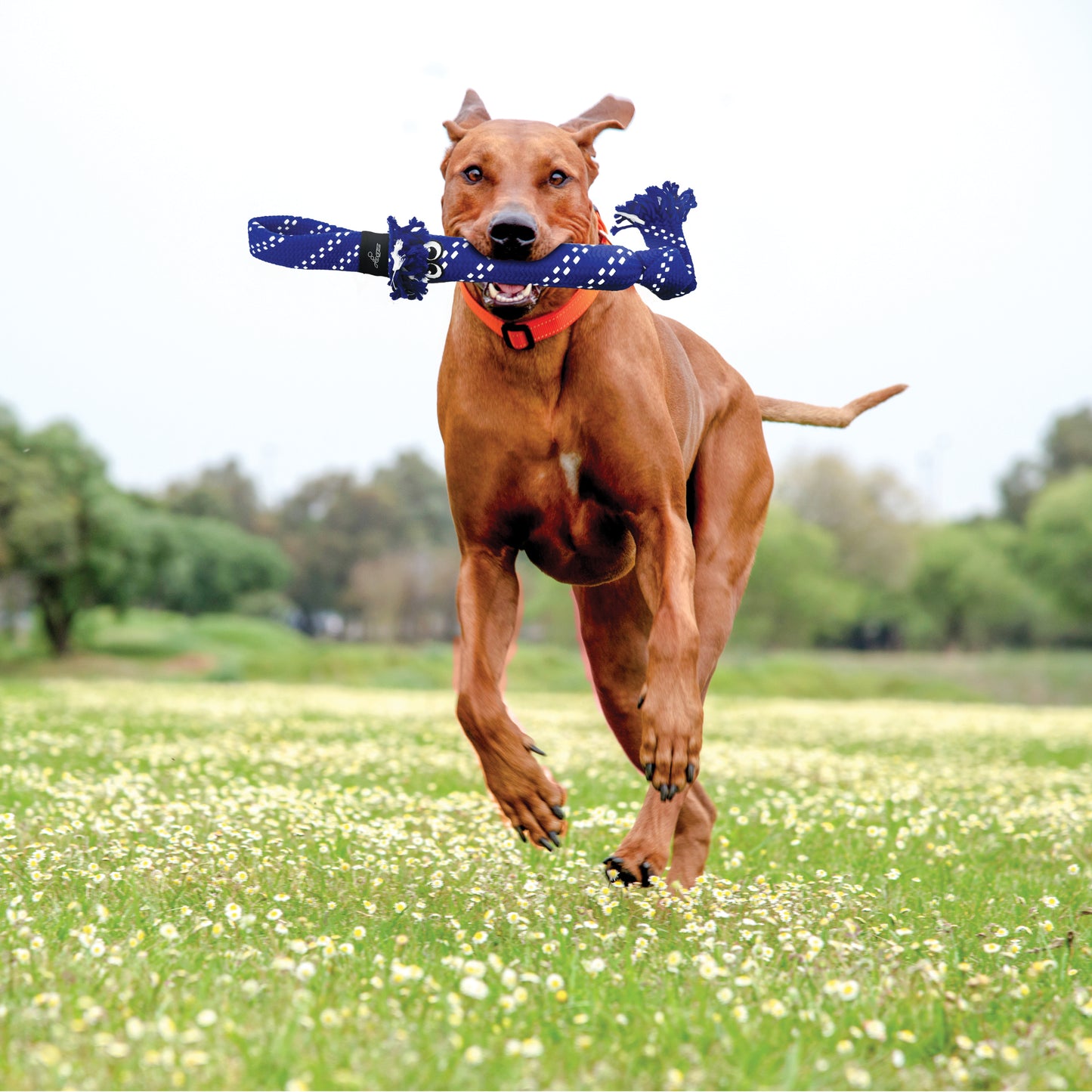 Scrubz By Rogz Assorted - Juguetes para Perros