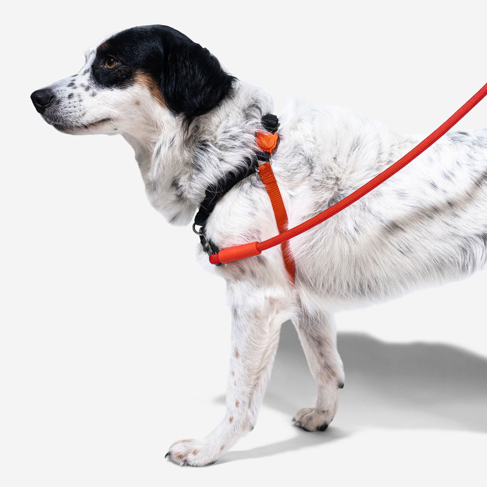 Zee.Dog Zee.Dog Soft-Walk Harness Fatboy - Arnés para Perros