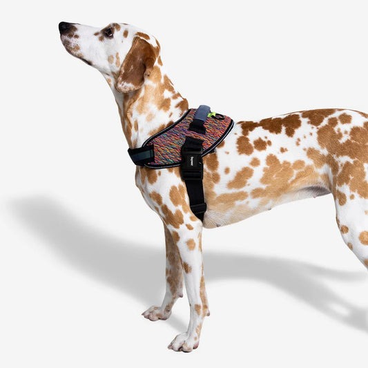 Zee.Dog FlyHarness Vortex - Arnés para Perros