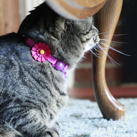 Coastal Embellished Fashion Collar Rosado - Collares para Gatos