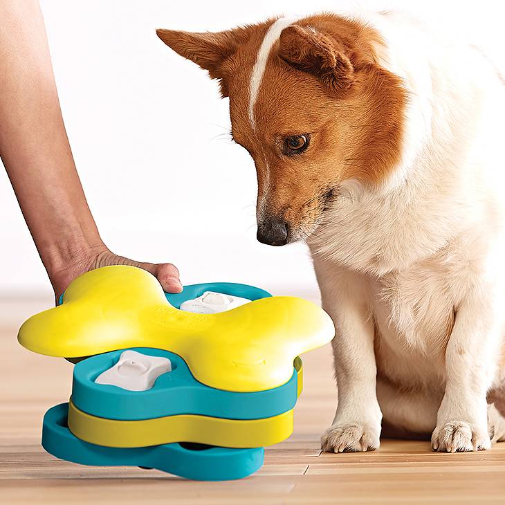Dog Tornado Nivel 2 - Juegos de Inteligencia para Perros