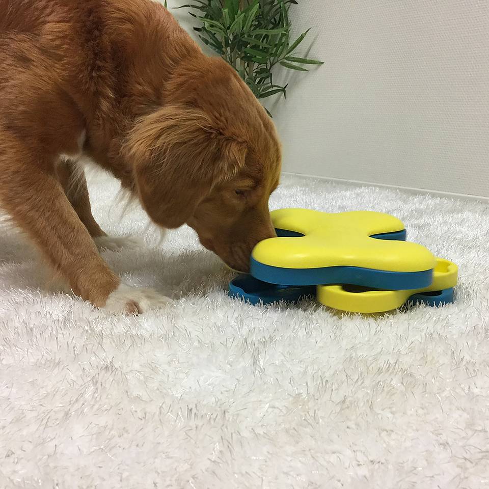 Dog Tornado Nivel 2 - Juegos de Inteligencia para Perros