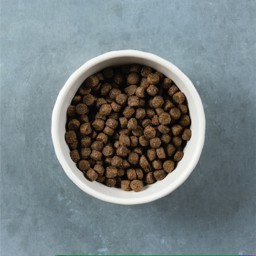 Evolve Grain Free Salmón - Alimento Holistico para Perros