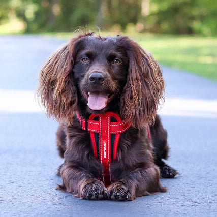 EzyDog Arnés Chest Plate Negro - Arnés para Perros