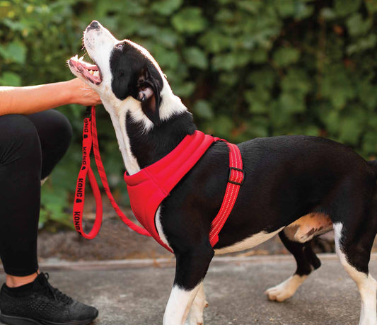 Kong Arnés Comfort Negro - Arnés para Perros