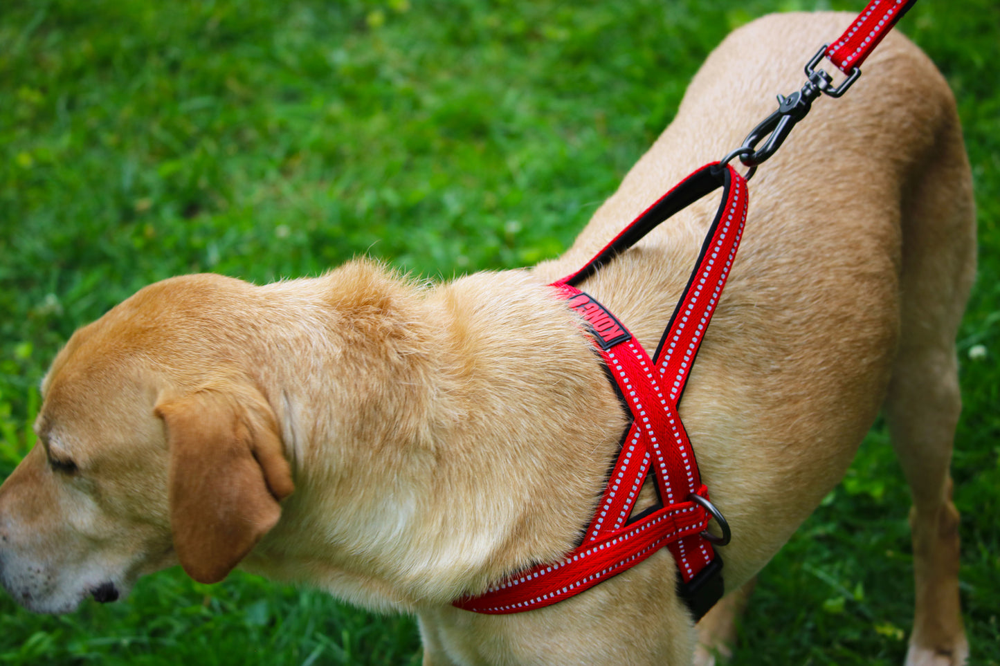 Kong Arnés Norwegian Negro - Arnés para Perros