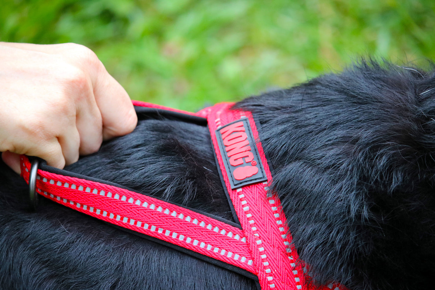 Kong Arnés Norwegian Negro - Arnés para Perros