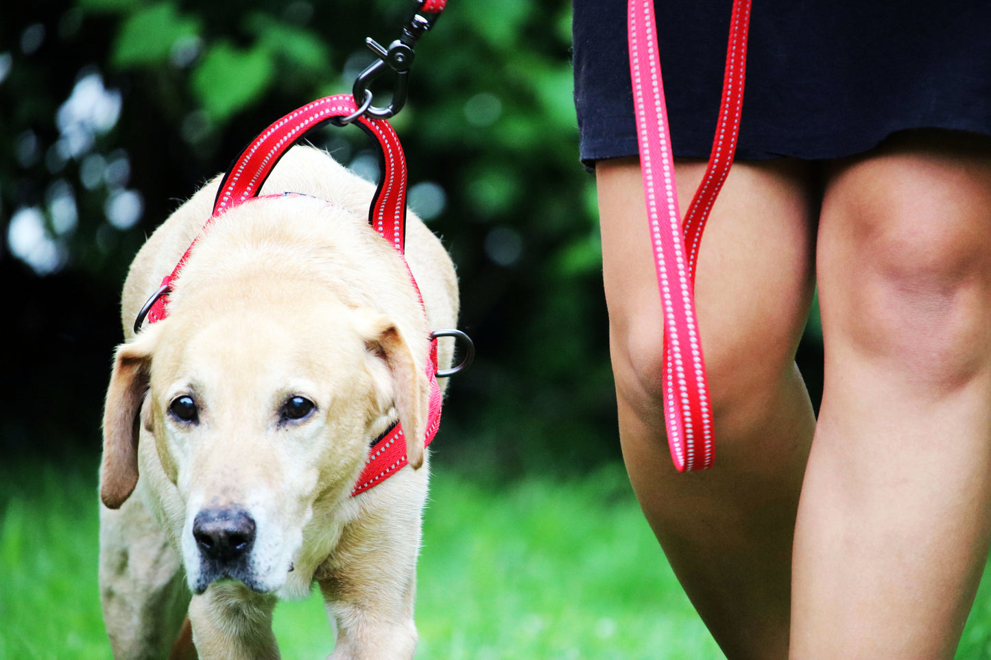 Kong Arnés Norwegian Negro - Arnés para Perros