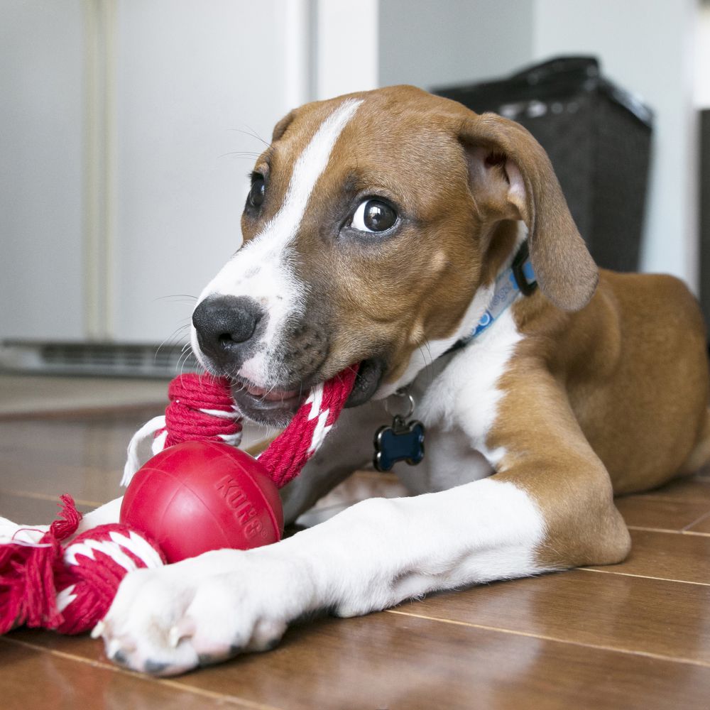 Kong Ball with Rope Small - Juguetes para Perros