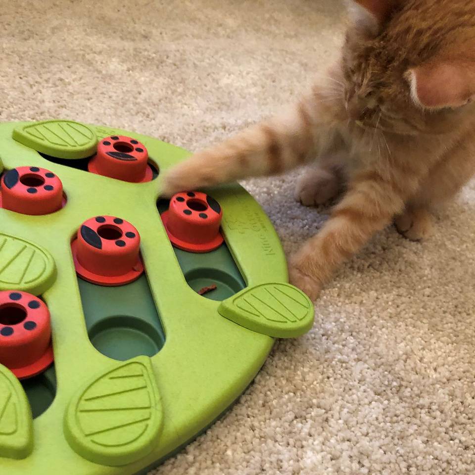 Nina Ottosson Buggin’ Out Puzzle and Play Nivel 2 - Juegos de Inteligencia para Gatos
