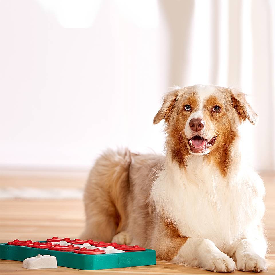 Nina Ottosson Dog Brick Nivel 2 - Juegos de Inteligencia para Perros