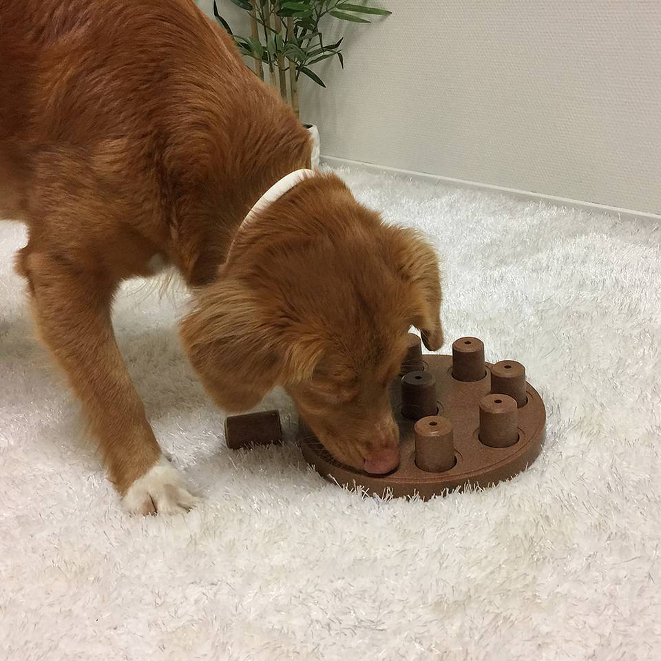 Nina Ottosson Dog Smart Composite Nivel 1 - Juegos de Inteligencia para Perros