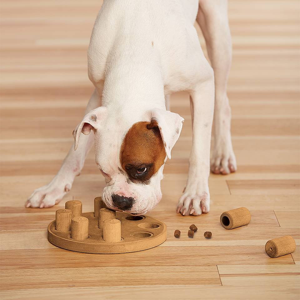 Nina Ottosson Dog Smart Composite Nivel 1 - Juegos de Inteligencia para Perros