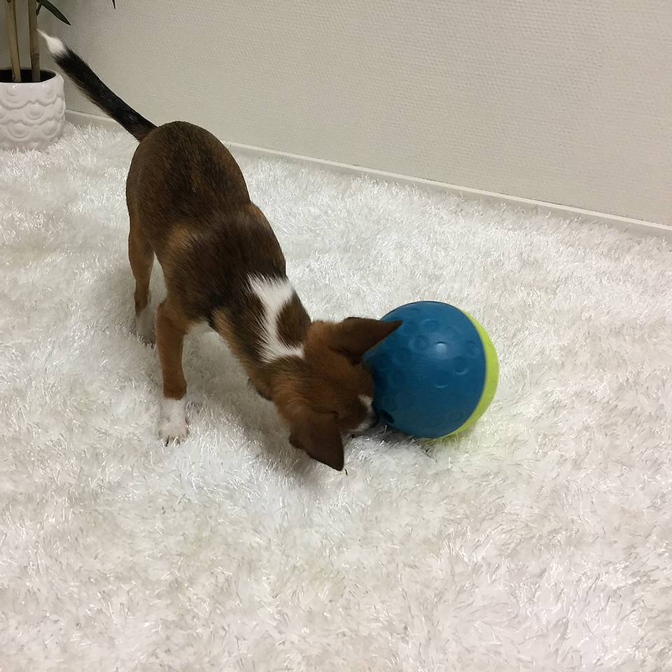 Nina Ottosson Treat Tumble Nivel 1 - Juegos de Inteligencia para Perros