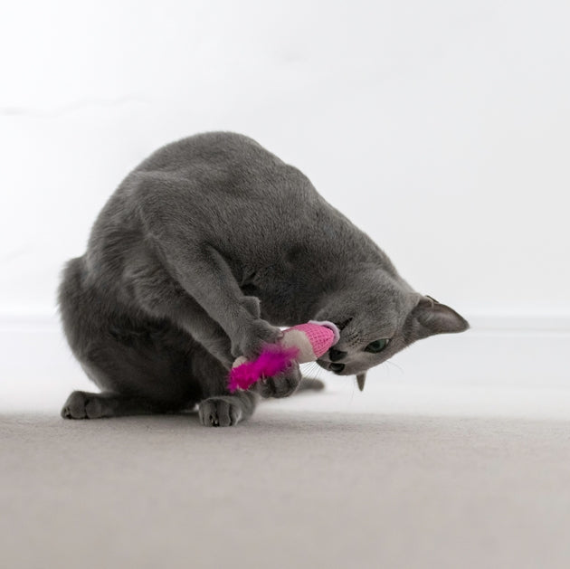 Petstages Dental Shrimpies - Juguetes para Gatos