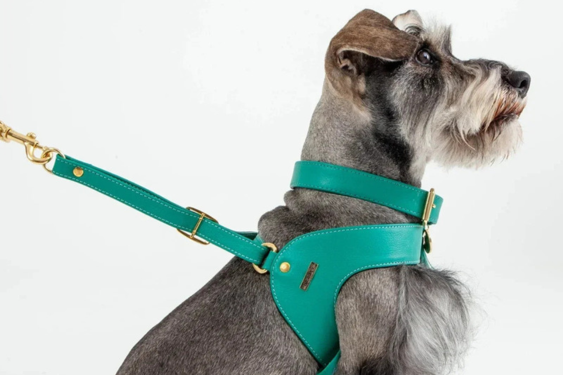 Perro usando un collar y un arnés Feroz